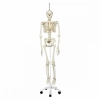 squelette humain spcial, sur support suspendu