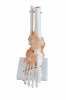 thb_modele-anatomique-pied-9332_100