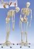 vente-squelette-plastique-anatomique_100
