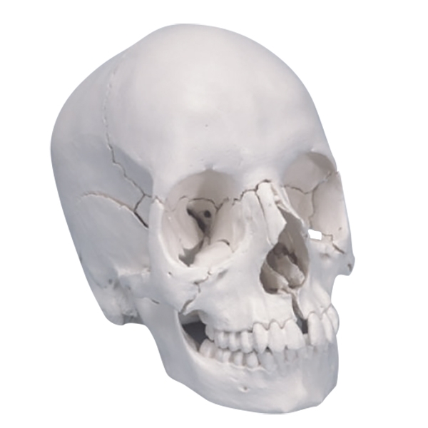 Crâne articulé  - version anatomique, 22 pièces