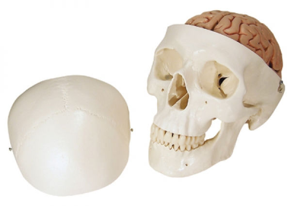Crâne avec Cerveau, En 8 Parties