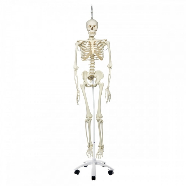 Squelette Humain Spécial, Sur Support Suspendu