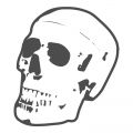 modèles anatomiques : Squelette, colonne vertébrale, coeur, poumon, bassin, crâne