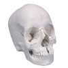 Cet article : Crâne articulé  - version anatomique, 22 pièces