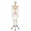 Cet article : Squelette anatomique humain FRED