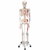Cet article : Squelette anatomique humain Max