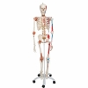 Cet article : Squelette anatomique humain Sam