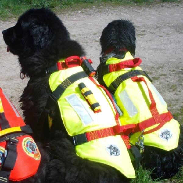 Gilet de Sauvetage Professionnel pour Terre-Neuve - Fabrication Française