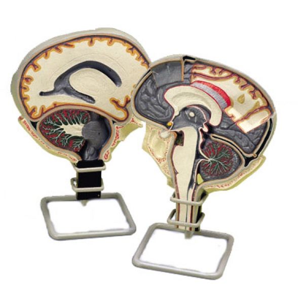 Circulation du Liquide Cérébro Spinal