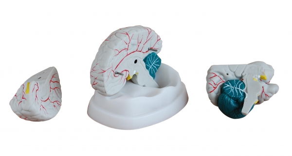 Cerveau En 3 Parties