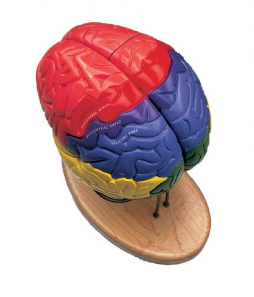 Modèle des Régions du Cerveau, En 4 Parties