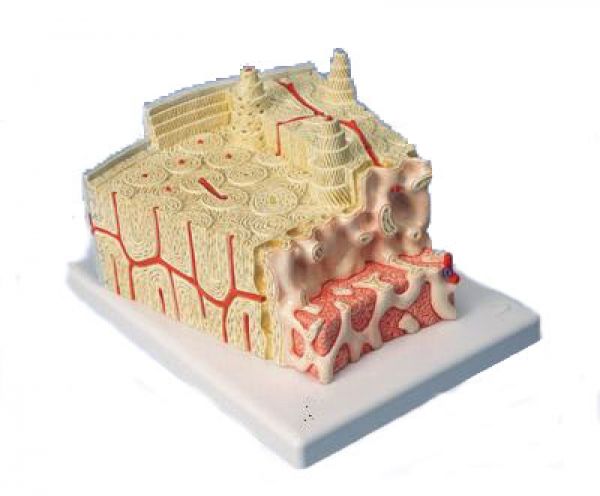 Structure Osseuse Agrandi 80 Fois