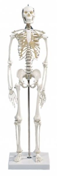Squelette Anatomique Articulé avec Crâne Démontable