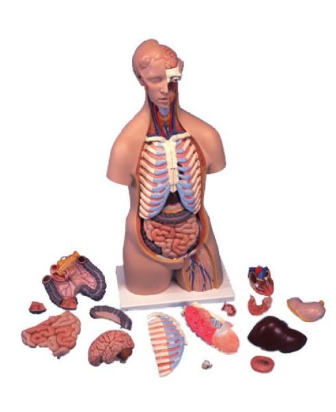 Torse Classique Asexué En 16 Parties