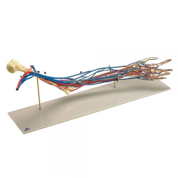 Modèle Anatomique Bras Vasculaire