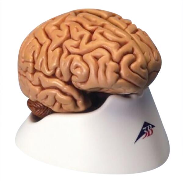 Modèle de Cerveau Humain En 5 Parties - Anatomie Réaliste pour L'Étude