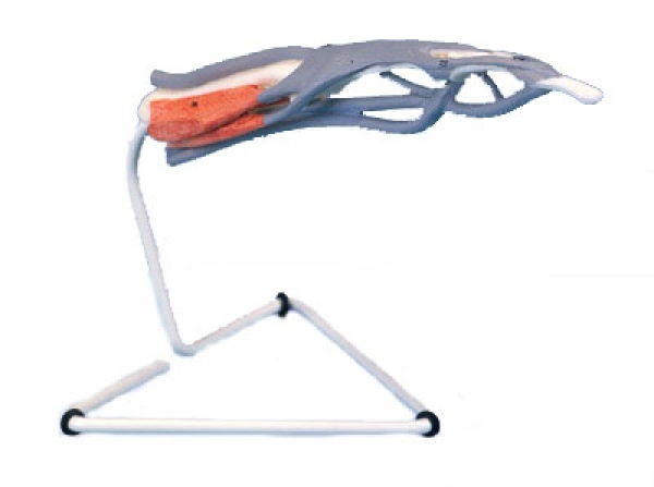 Modèle de la Structure du Doigt