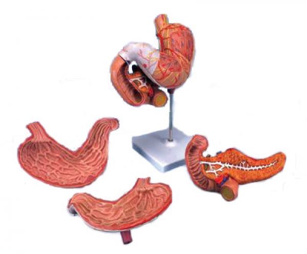 Modèle Médical D'Estomac - Étude de L'Appareil Digestif