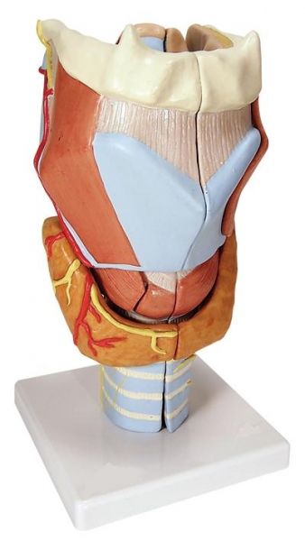 Larynx, Agrandi 2 Fois, En 7 Parties