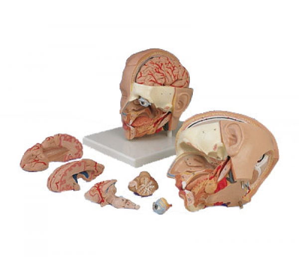 Modèle de Tête, En 6 Parties