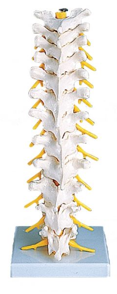 Colonne Vertébrale Thoracique