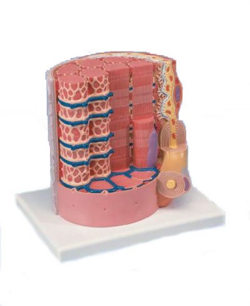 Fibre Musculaire Agrandie 10 000 Fois