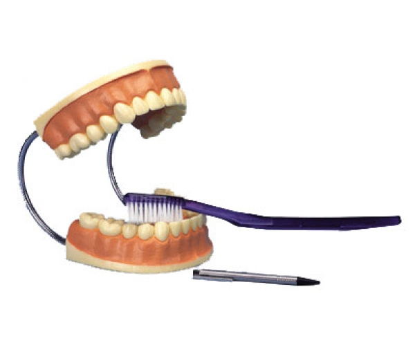 Modèle Géant de Soin Dentaire, Agrandi 3 Fois