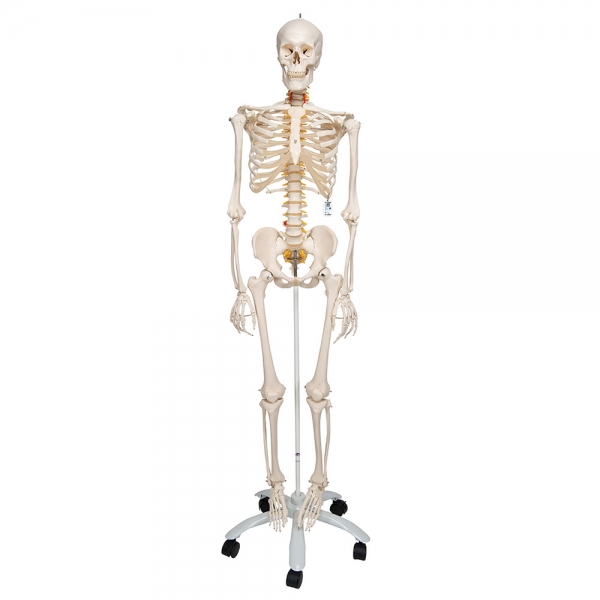 Squelette Anatomique Humain FRED