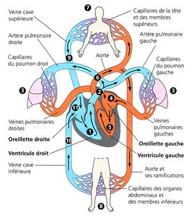 circulation