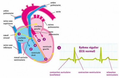 ecg-normal_ng_responsive_full_400