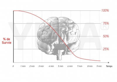 survie_cerveau_ylea_400_01